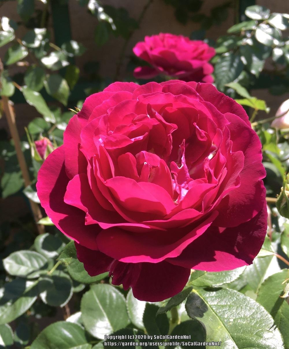 Photo of Rose (Rosa 'Twilight Zone') uploaded by SoCalGardenNut