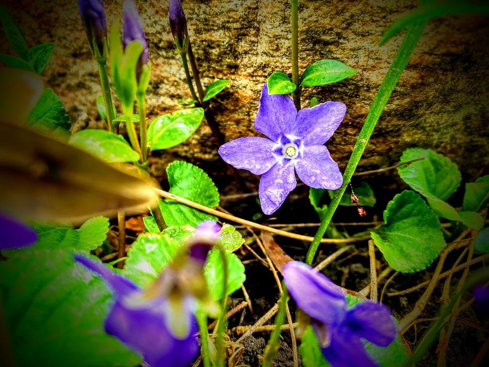Photo of Lesser Periwinkle (Vinca minor) uploaded by Universal_G