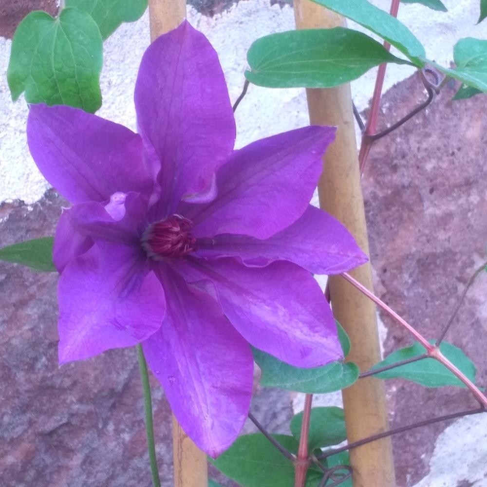 Photo of Clematis 'The President' uploaded by VeriT