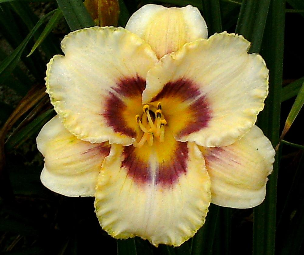 Photo of Daylily (Hemerocallis 'Butter Wouldn't Melt') uploaded by cgr39
