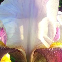 Location: Gardenfish garden 
Date: 2020-04-26
Close up of new iris