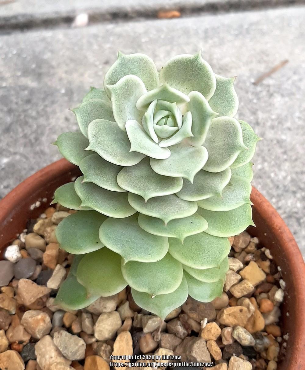 Photo of Echeveria 'Lola' uploaded by hlutzow