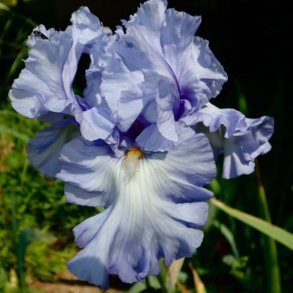 Photo of Tall Bearded Iris (Iris 'Moment To Savour') uploaded by janwax