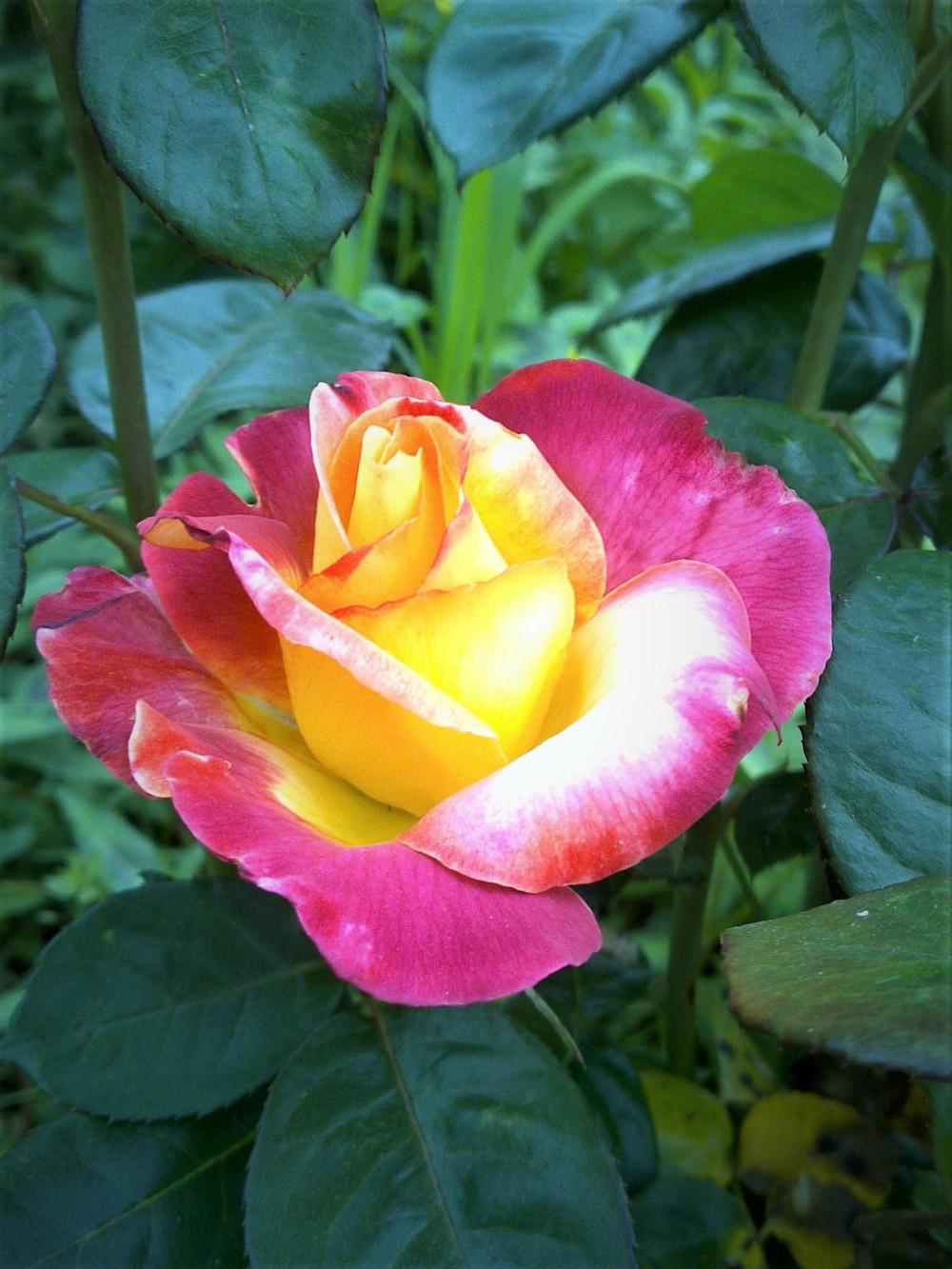 Photo of Rose (Rosa 'Love & Peace') uploaded by manueldalmeida