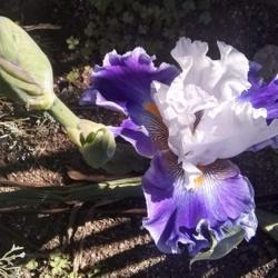 Location: San Diego, CA
Date: 2020-04-26
flowering in my garden, morning sunlight