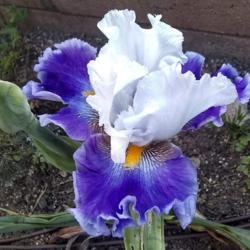 Location: San Diego, CA
Date: 2020-04-26
flowering in my garden, in the shade