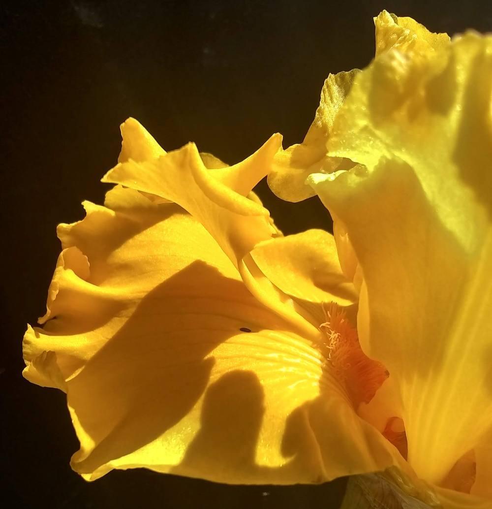 Photo of Tall Bearded Iris (Iris 'Glitter Gulch') uploaded by olga_batalov