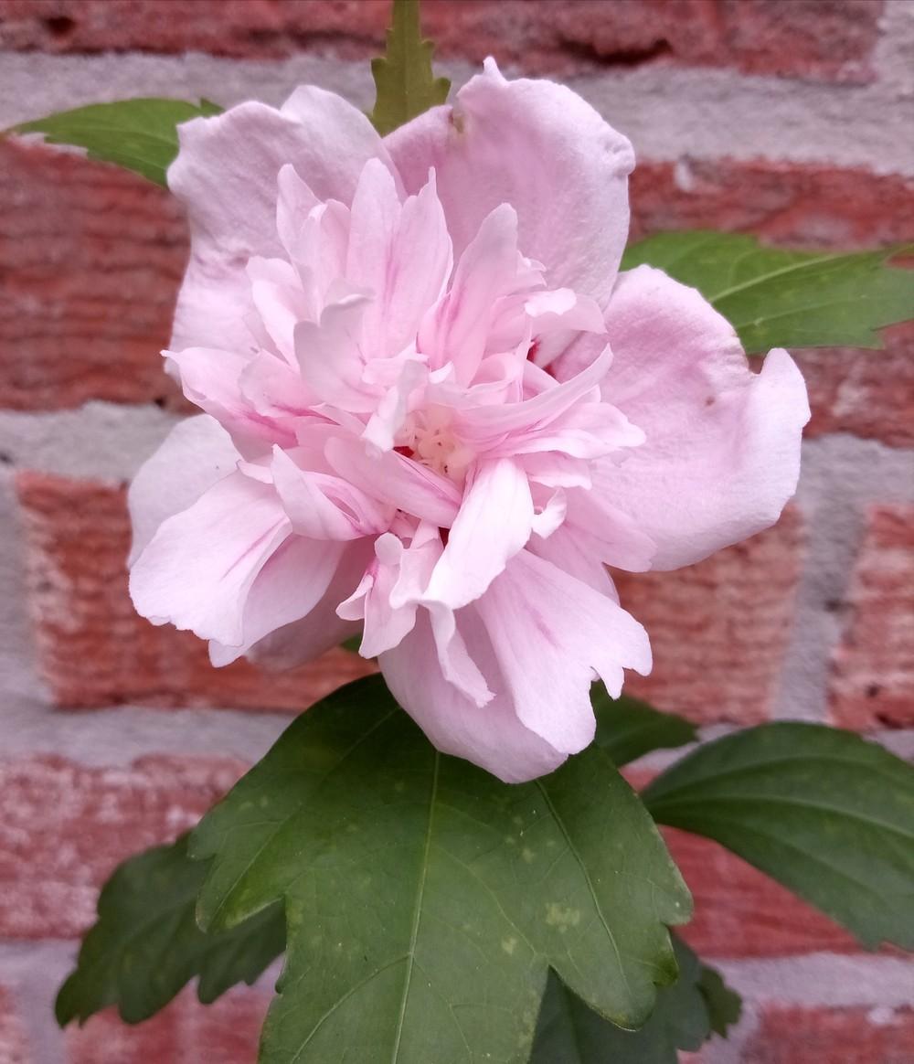 Photo of Rose of Sharon (Hibiscus syriacus 'Lady Stanley') uploaded by tabbycat