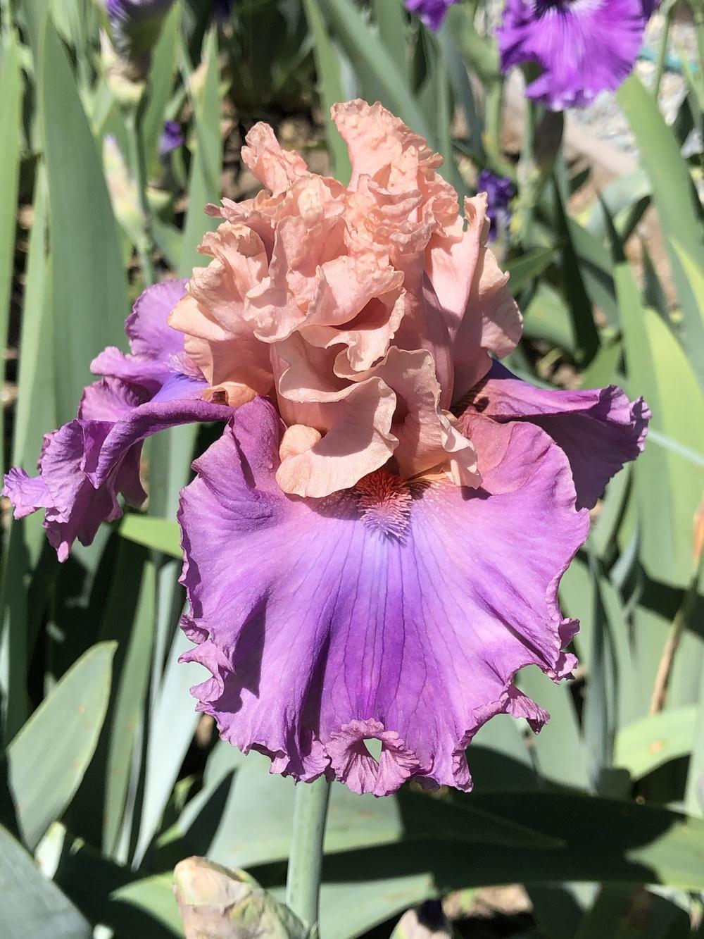 Photo of Tall Bearded Iris (Iris 'Secret Delight') uploaded by AndreaD
