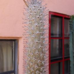 Location: Baja California
Date: 2020-04-25
A year's growth (about 1 foot)