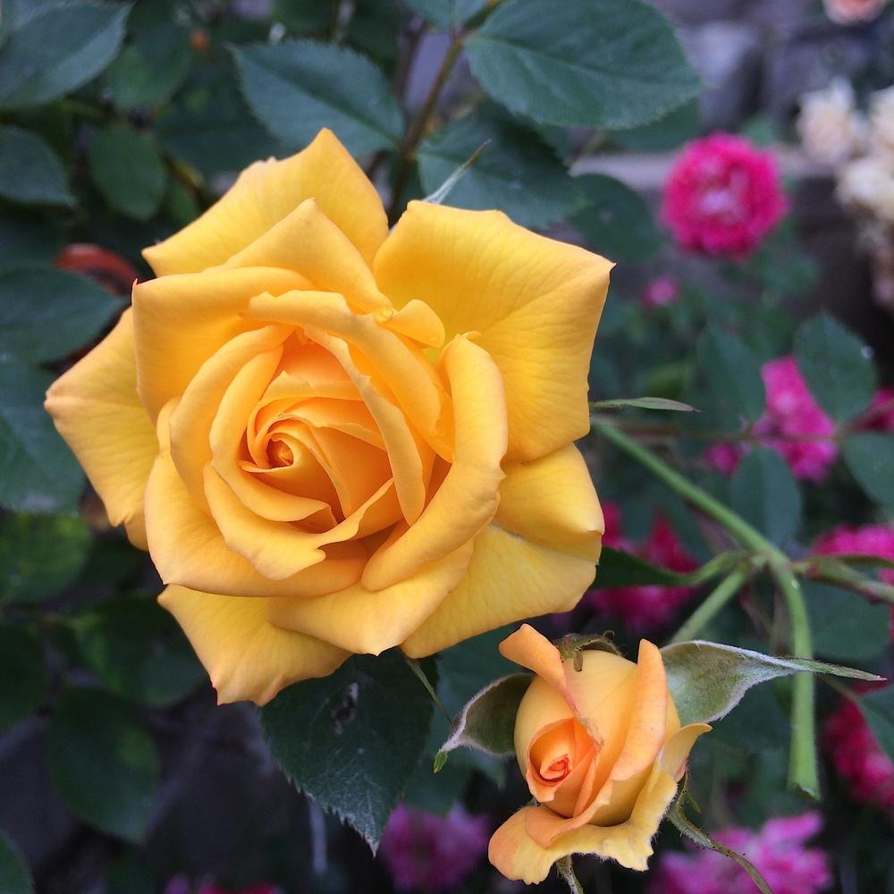 Photo of Rose (Rosa 'San Jose Sunshine') uploaded by Betja