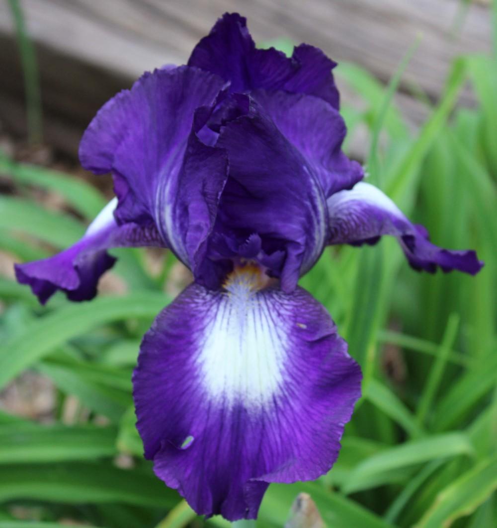 Photo of Tall Bearded Iris (Iris 'Exotic Isle') uploaded by Bloombuddie