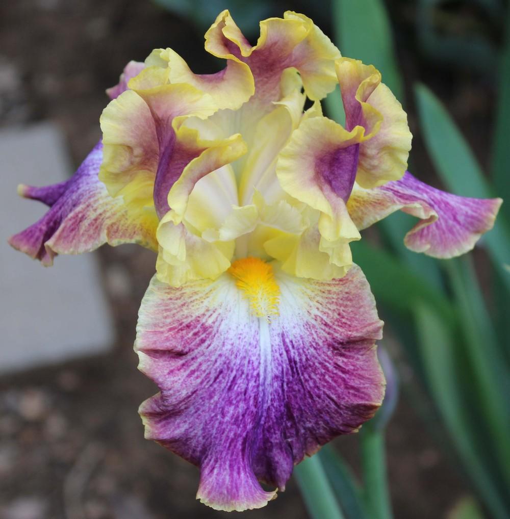 Photo of Tall Bearded Iris (Iris 'Cimarron Trail') uploaded by Bloombuddie