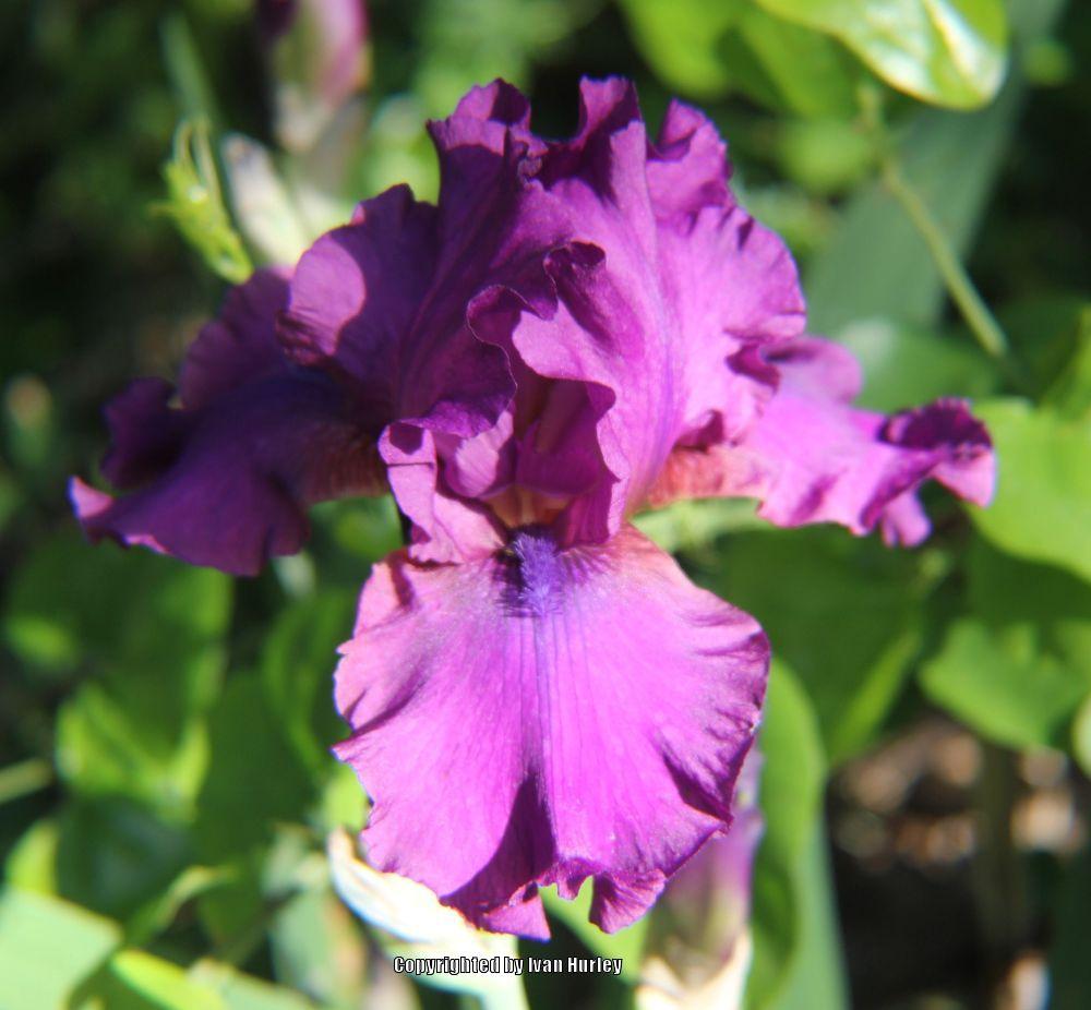 Photo of Tall Bearded Iris (Iris 'Sultry Mood') uploaded by Ivan_N_Tx
