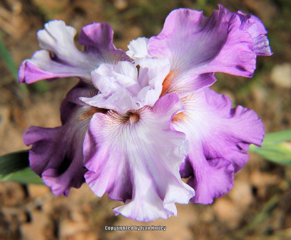 Photo of Tall Bearded Iris (Iris 'Full Disclosure') uploaded by Ivan_N_Tx
