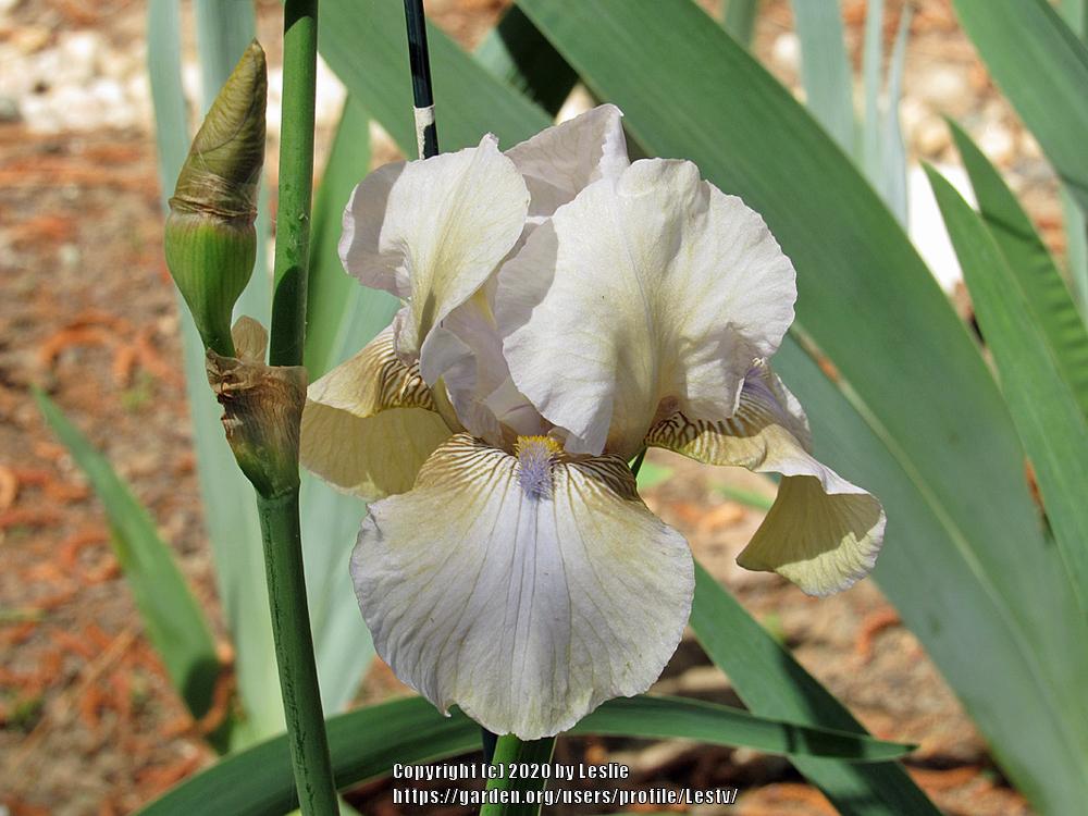 Photo of Tall Bearded Iris (Iris 'Jade') uploaded by Lestv