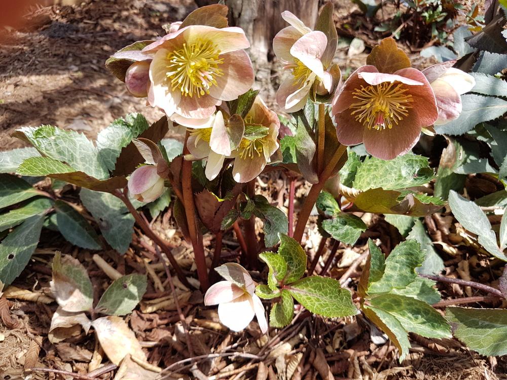 Photo of Hellebore (Helleborus Gold Collection® Spring Party) uploaded by MissMew
