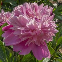 Location: Peony Garden at Nichols Arboretum, Ann Arbor, Michigan
Date: 2019-06-12
This bloom has opened to the maximum extent, presenting a bomb-ty