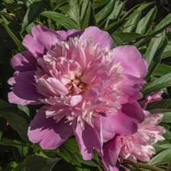 Location: Peony Garden at Nichols Arboretum, Ann Arbor, Michigan
Date: 2019-06-11
A top view of Philomèle that affords a glimpse of the pink-tiipp