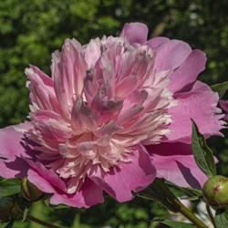 Location: Peony Garden at Nichols Arboretum, Ann Arbor, Michigan
Date: 2019-06-11
Example of a bloom whose crown petals (petalodes) are predominant