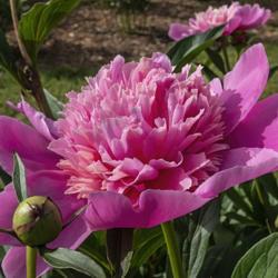 Location: Peony Garden at Nichols Arboretum, Ann Arbor, Michigan
Date: 2019-06-08
A bloom that's somewhere in the middle between flat and high dome