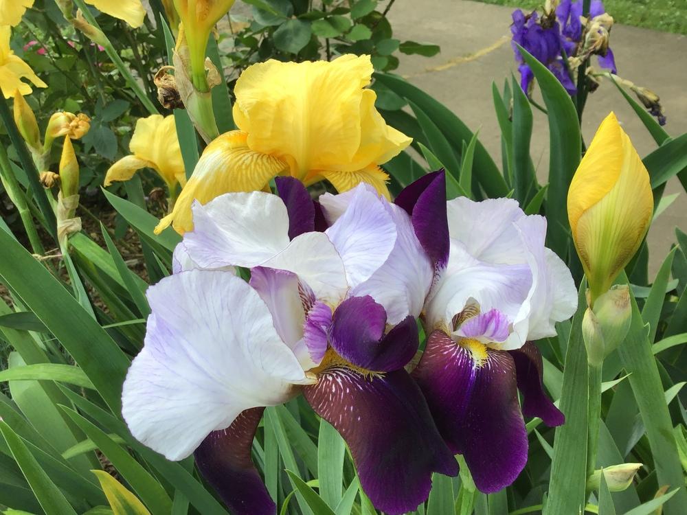 Photo of Irises (Iris) uploaded by gardenfish