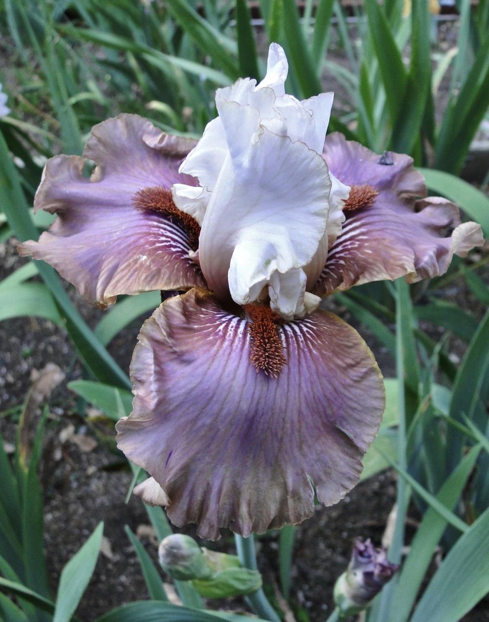 Photo of Tall Bearded Iris (Iris 'Have a Goodun') uploaded by golden_goddess