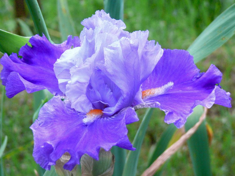Photo of Tall Bearded Iris (Iris 'Stand in Awe') uploaded by janwax