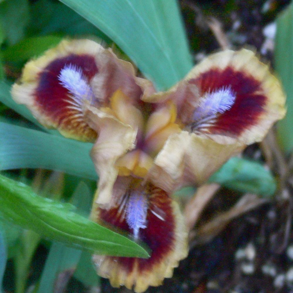 Photo of Standard Dwarf Bearded Iris (Iris 'Shindig') uploaded by janwax