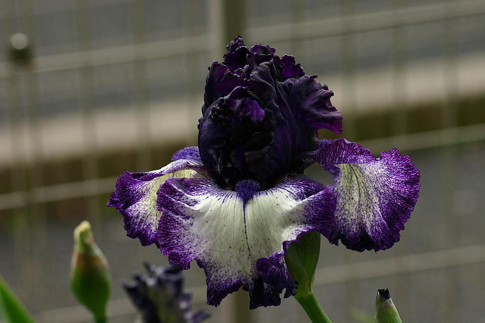Photo of Tall Bearded Iris (Iris 'Grapetizer') uploaded by loosertora