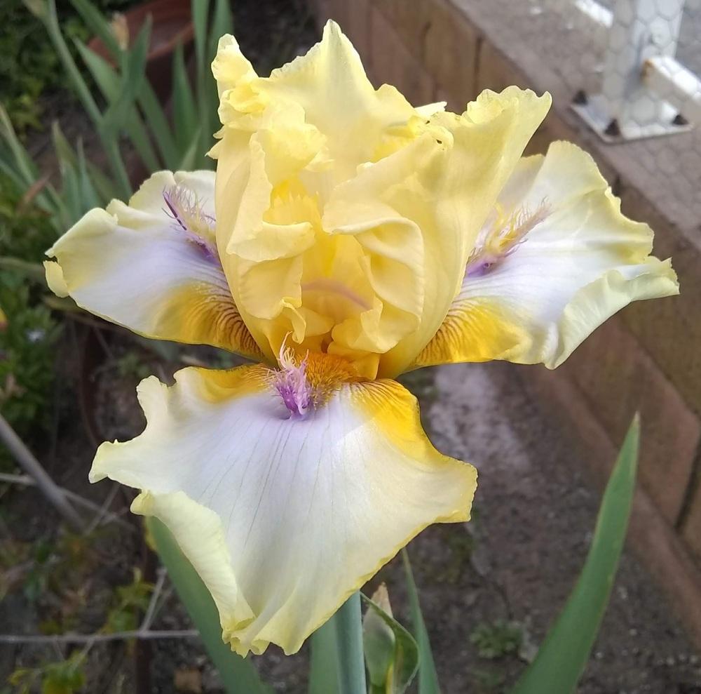 Photo of Tall Bearded Iris (Iris 'Heartbeat Away') uploaded by olga_batalov
