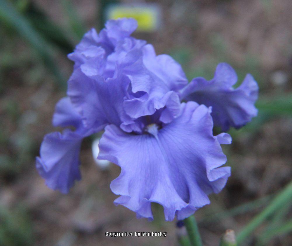 Photo of Tall Bearded Iris (Iris 'Sea Power') uploaded by Ivan_N_Tx