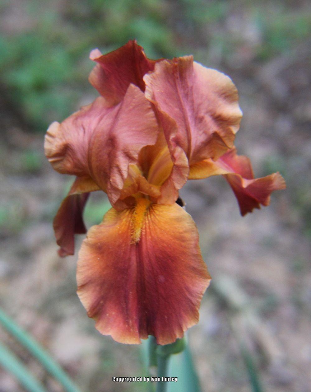 Photo of Tall Bearded Iris (Iris 'Spartan') uploaded by Ivan_N_Tx