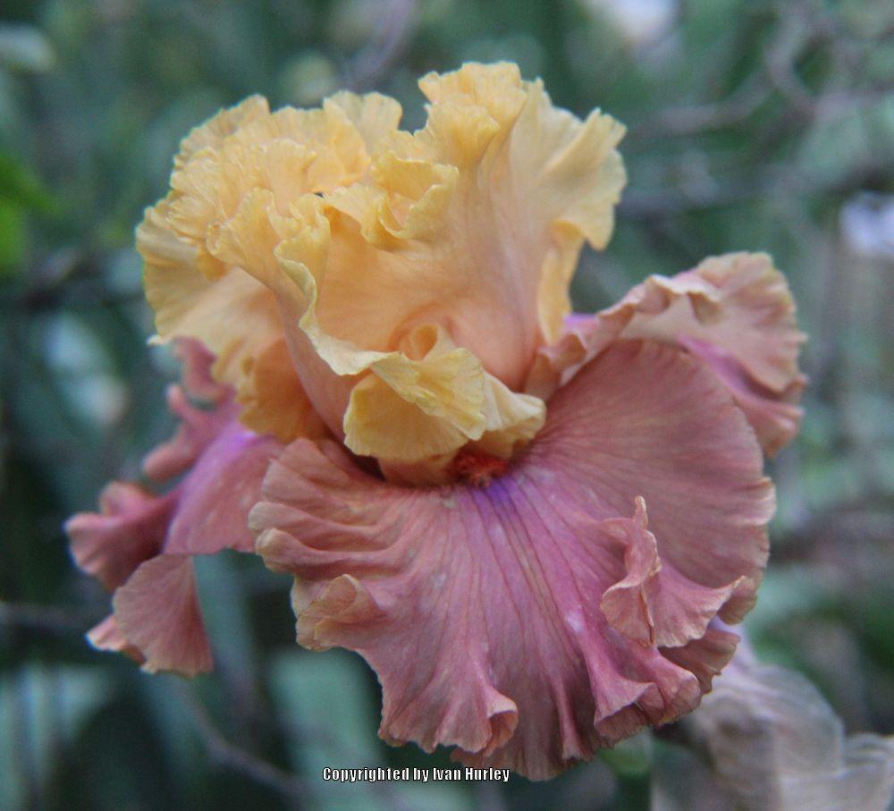 Photo of Tall Bearded Iris (Iris 'Glamazon') uploaded by Ivan_N_Tx