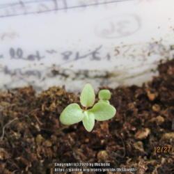 Location: Cheyenne, Wyoming
Date: 2019-12-27
Seeds sown Dec-18, seedlings emerged Dec-19