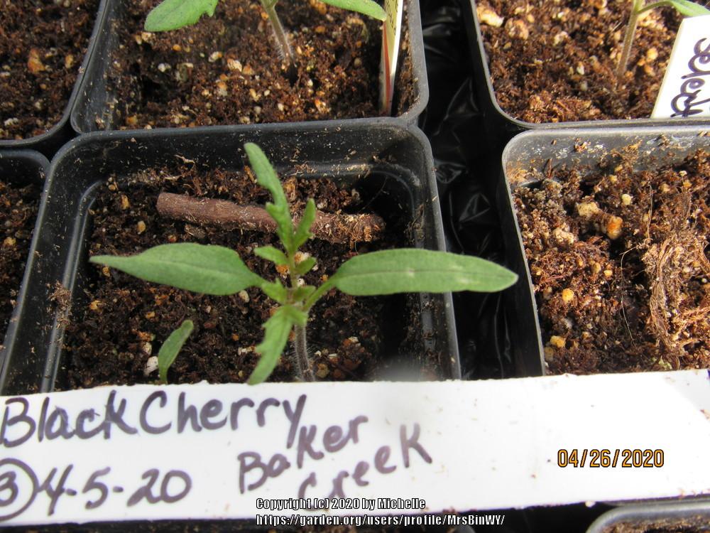 Photo of Tomato (Solanum lycopersicum 'Black Cherry') uploaded by MrsBinWY