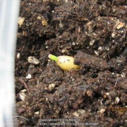 Location: Cheyenne, Wyoming
Date: 2020-01-23
Seed beginning to germinate