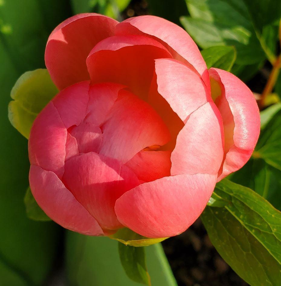 Photo of Peony (Paeonia 'Pink Hawaiian Coral') uploaded by Topdecker