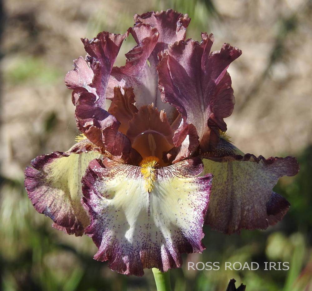 Photo of Tall Bearded Iris (Iris 'Polka Dottie') uploaded by Weiser