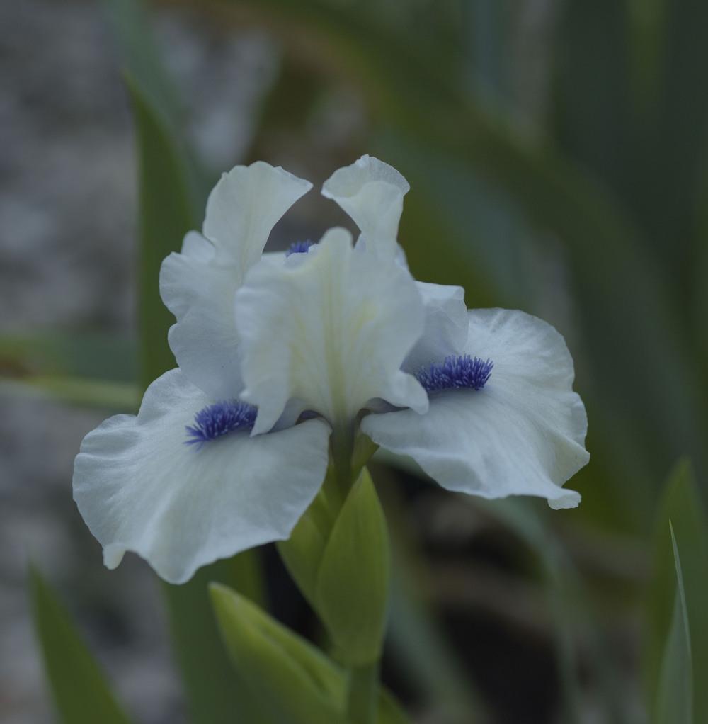 Photo of Standard Dwarf Bearded Iris (Iris 'Bluebeard's Ghost') uploaded by cliftoncat