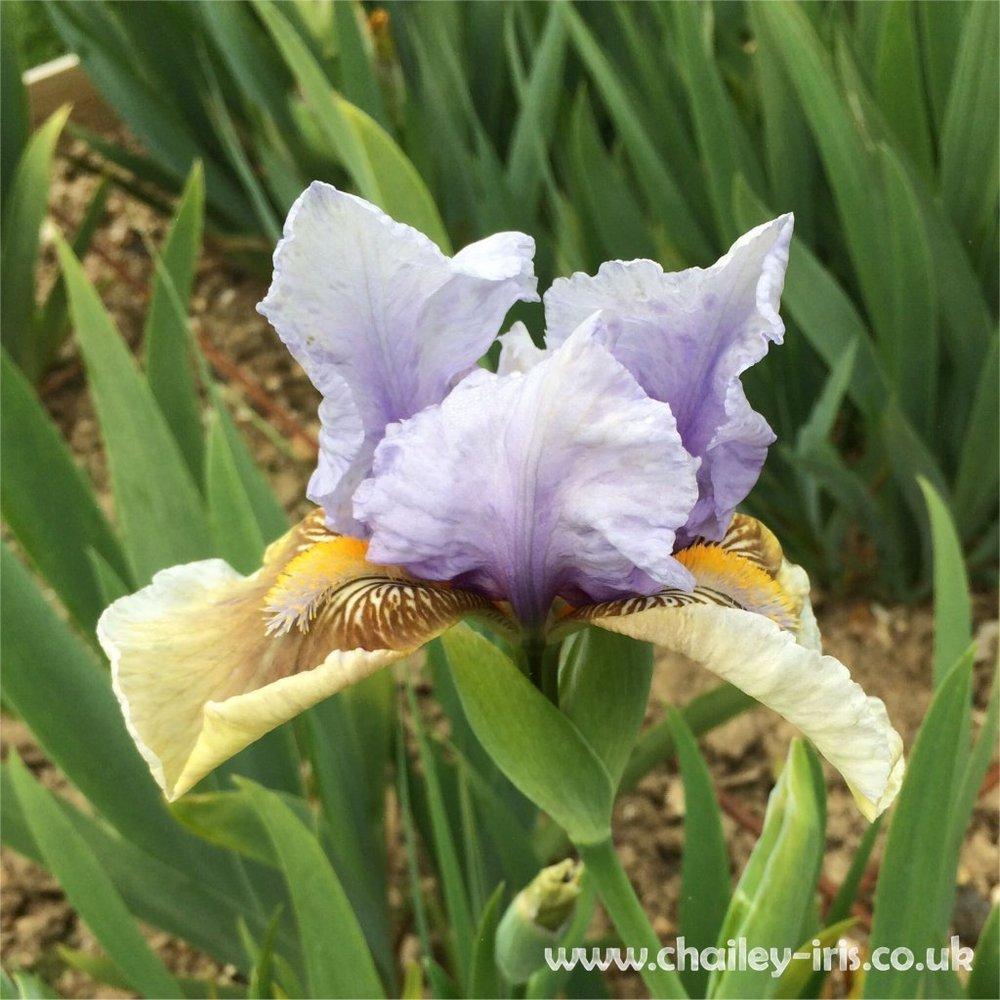 Photo of Intermediate Bearded Iris (Iris 'Captain Indigo') uploaded by jeffa