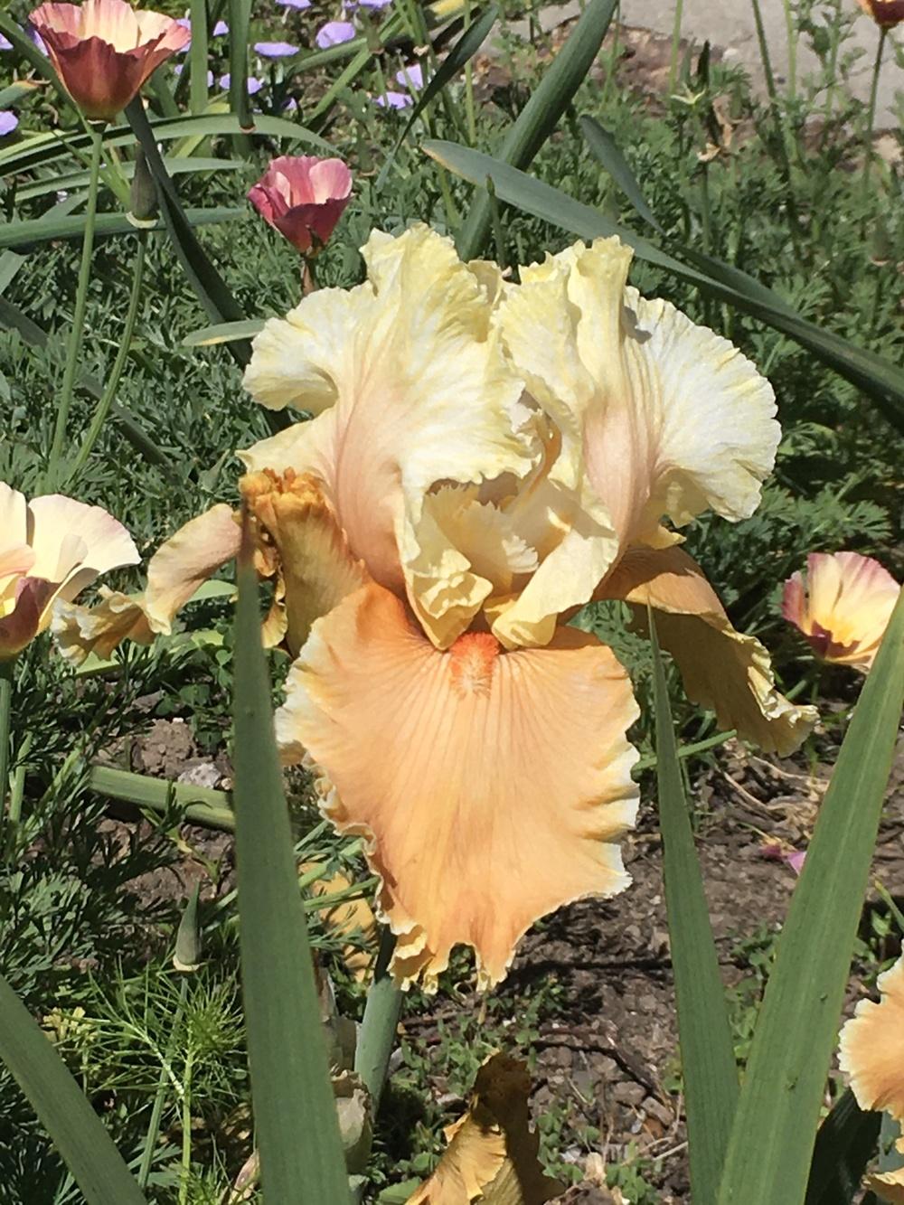 Photo of Tall Bearded Iris (Iris 'English Charm') uploaded by lilpod13
