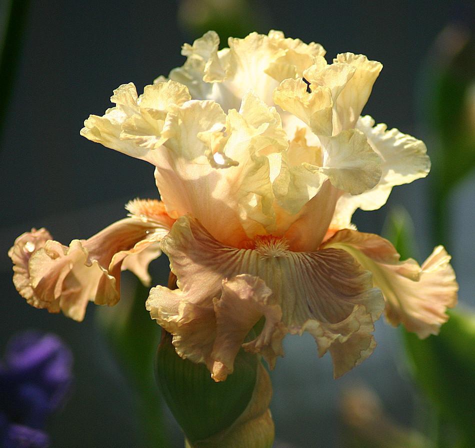 Photo of Tall Bearded Iris (Iris 'Australian Rosé') uploaded by loosertora