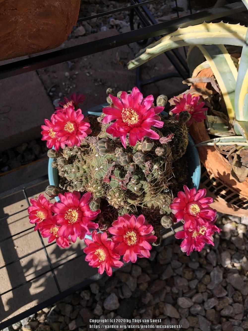 Photo of Dwarf Chin Cactus (Gymnocalycium baldianum) uploaded by mcvansoest