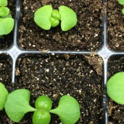 
Date: 2020-04-28
Basil 'Genovese' seedling