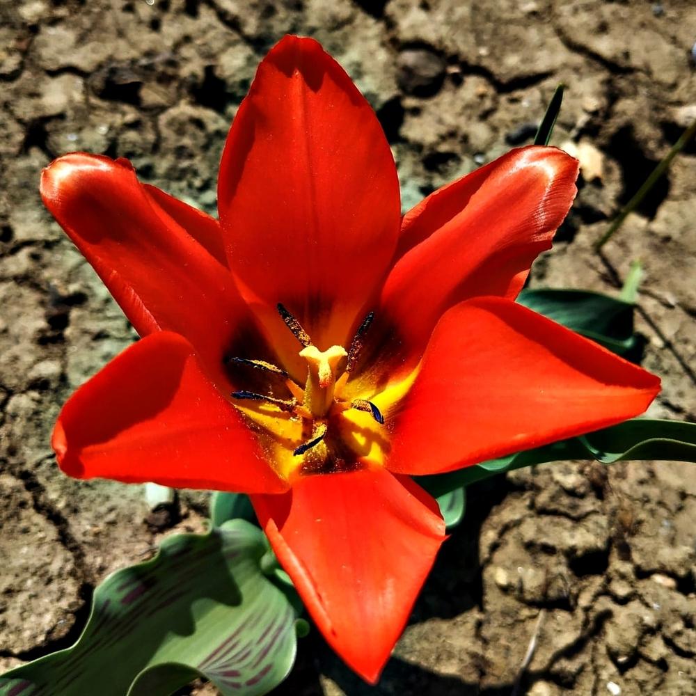 Photo of Greigii Tulip (Tulipa greigii 'Red Riding Hood') uploaded by zaba33