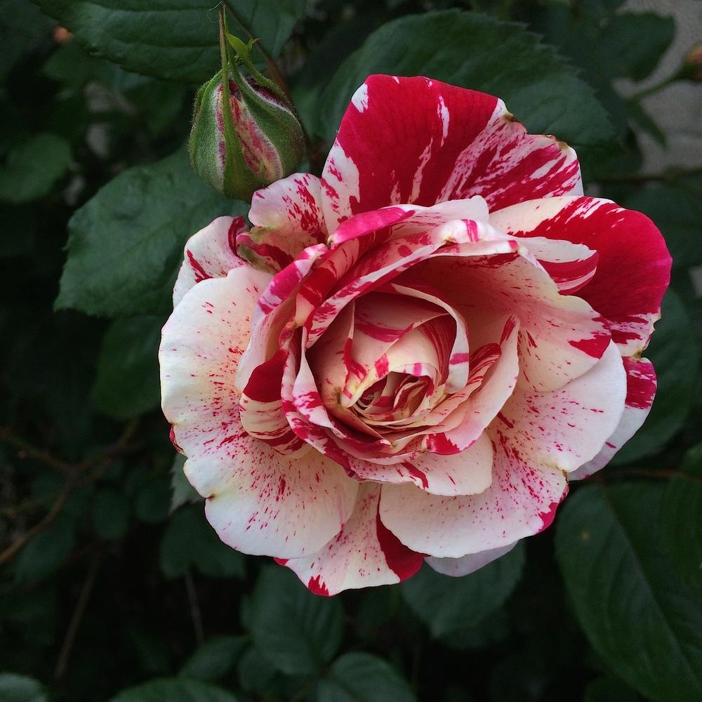 Photo of Rose (Rosa 'Scentimental') uploaded by Betja