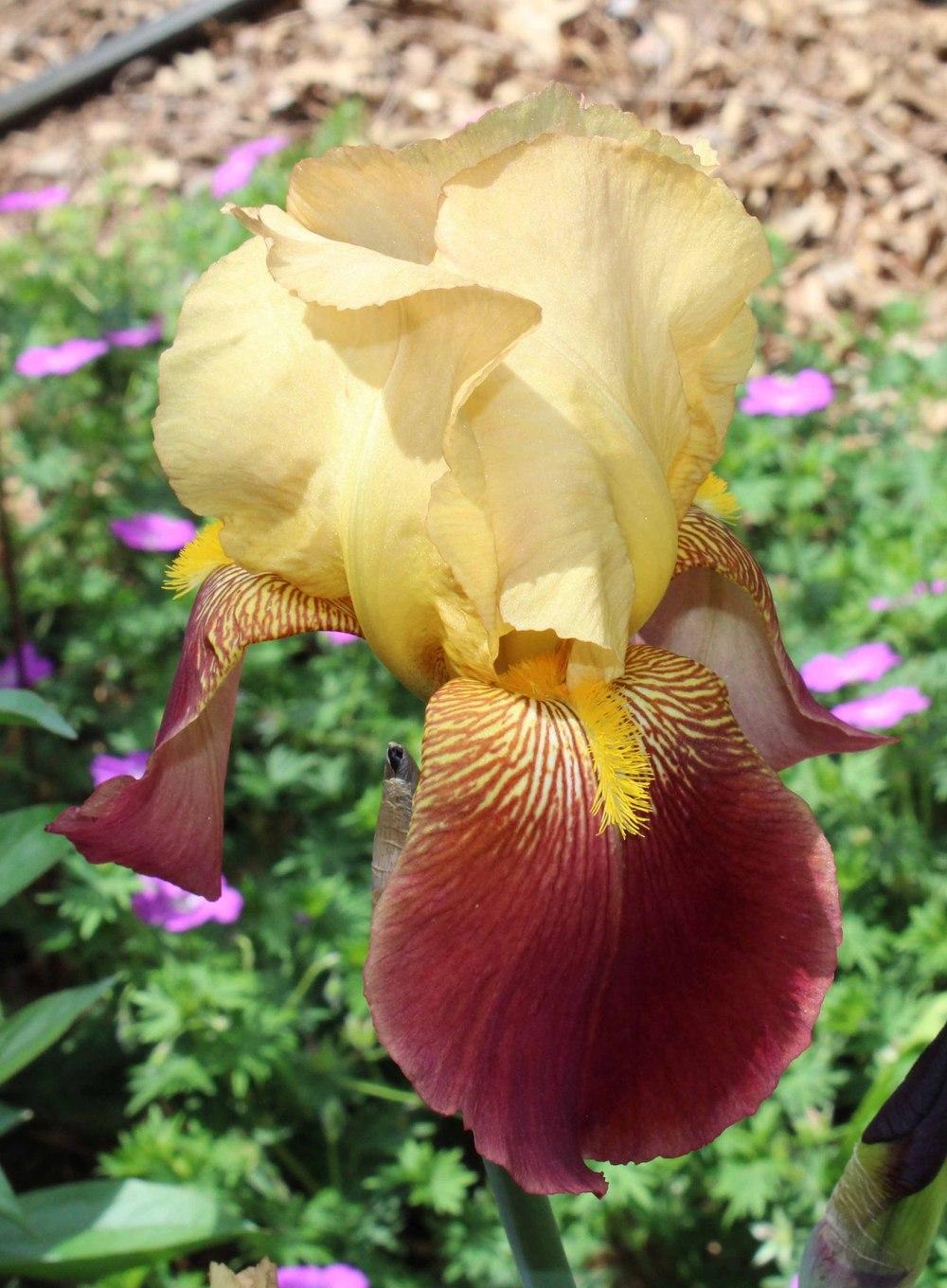 Photo of Tall Bearded Iris (Iris 'Frank Adams') uploaded by Bloombuddie