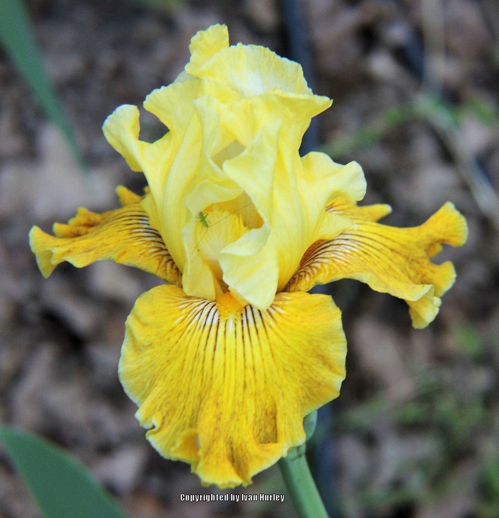 Photo of Tall Bearded Iris (Iris 'Bright Sunshiny Day') uploaded by Ivan_N_Tx