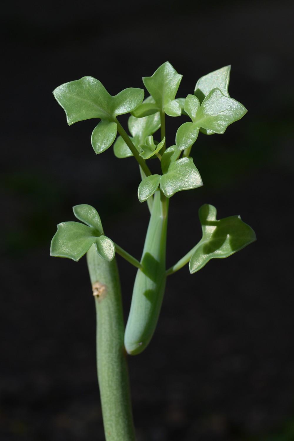 Photo of Candle Plant (Curio articulatus) uploaded by LMO2019